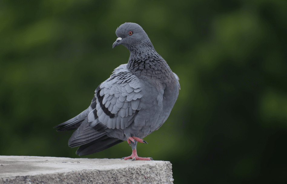 pigeon