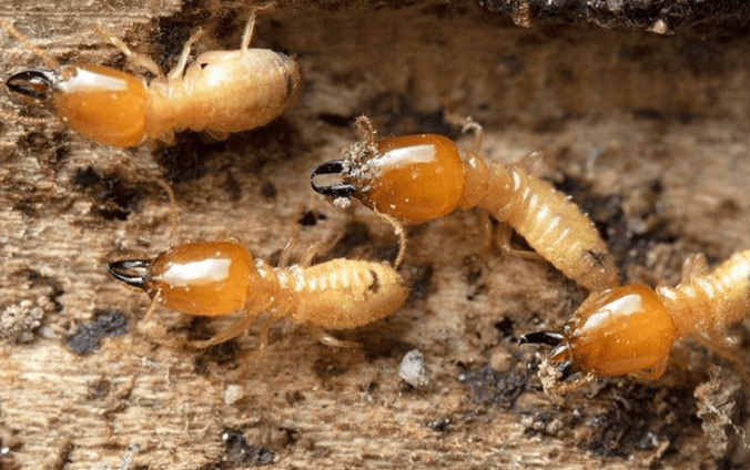 termite