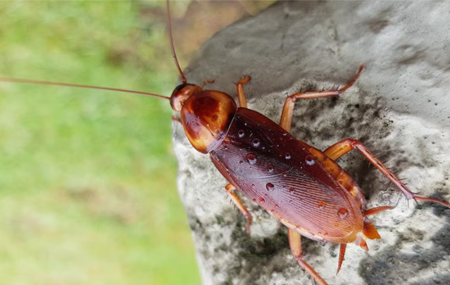 cockroach